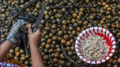 Jelang Ramadan, Petani Kolang-kaling Mulai Tersenyum Lebar
