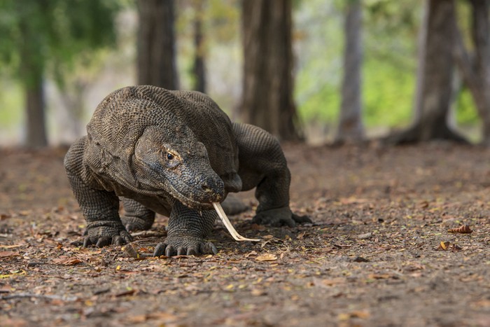 komodo