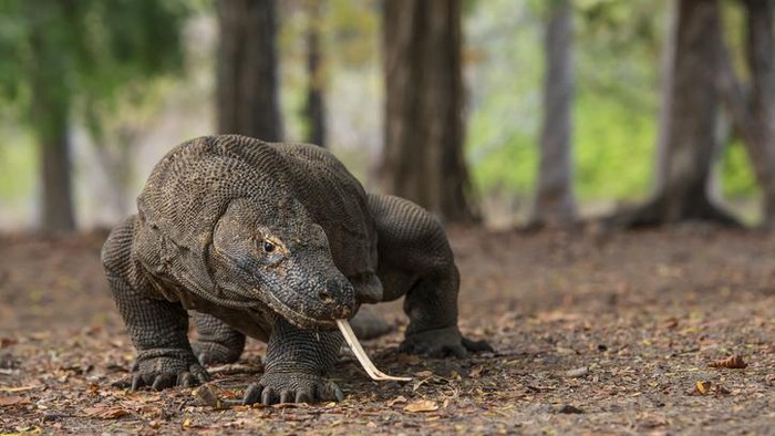 komodo