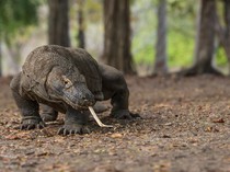 36 Orang Jadi Korban Serangan Komodo, 5 Meninggal Dunia