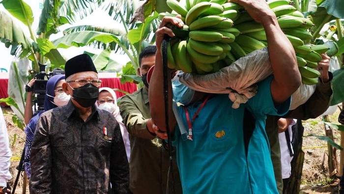 Ma'ruf Amin: Makan 2 Pisang Tak Perlu Makan Nasi