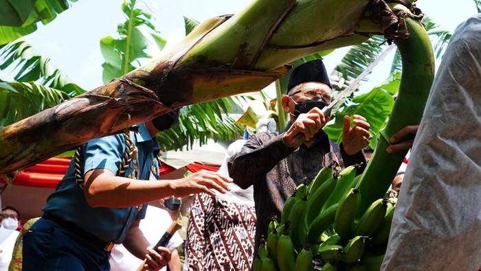 Maruf Amin tinjau panen pisang di Ponorogo, Jawa Timur