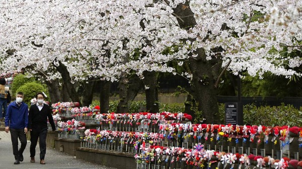 Orang-orang di seluruh Jepang merayakan puncak musim melihat bunga sakura satu minggu setelah pencabutan pembatasan COVID-19, yang memicu kekhawatiran akan kemungkinan munculnya kembali virus. (AP/Koji Sasahara)