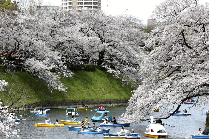 People stop to take pictures as they walk on a sidewalk under a canopy of cherry blossoms Sunday, March 27, 2022, in Tokyo. (AP Photo/Kiichiro Sato)