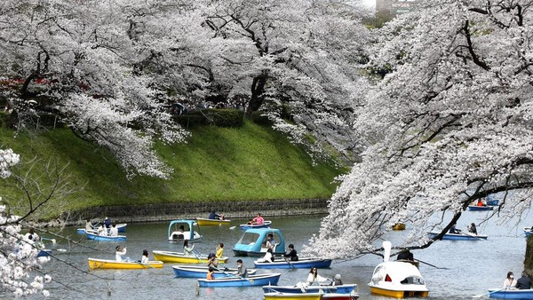 Di Taman Chidorigafuchi, hanami atau tempat melihat bunga sakura yang terkenal di barat laut Istana Kekaisaran, ribuan orang melihat bunga merah muda pucat yang lembut sambil berjalan-jalan di bawah deretan pohon atau dari perahu dayung di parit istana. (AP/Koji Sasahara)