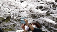 Sebagai informasi, Tokyo melaporkan 7.846 kasus baru pada Selasa, lebih dari dua kali lipat 3.533 seminggu sebelumnya, dalam kebangkitan yang dikaitkan dengan subvarian omicron baru. (AP/Koji Sasahara)
