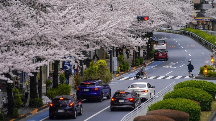 People stop to take pictures as they walk on a sidewalk under a canopy of cherry blossoms Sunday, March 27, 2022, in Tokyo. (AP Photo/Kiichiro Sato)