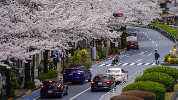 Orang-orang berjalan di seberang jalan di bawah kanopi bunga sakura di Tokyo. (AP/Kiichiro Sato)
