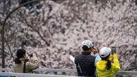 Bunga sakura, atau sakura, adalah bunga favorit Jepang dan biasanya mencapai puncaknya pada akhir Maret hingga awal April, tepat saat negara tersebut merayakan awal tahun sekolah dan bisnis baru. (AP/Kiichiro Sato)