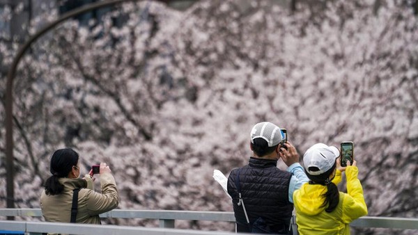 Bunga sakura, atau sakura, adalah bunga favorit Jepang dan biasanya mencapai puncaknya pada akhir Maret hingga awal April, tepat saat negara tersebut merayakan awal tahun sekolah dan bisnis baru. (AP/Kiichiro Sato) Bunga sakura, atau sakura, adalah bunga favorit Jepang dan biasanya mencapai puncaknya pada akhir Maret hingga awal April, tepat saat negara tersebut merayakan awal tahun sekolah dan bisnis baru. (AP/Kiichiro Sato)