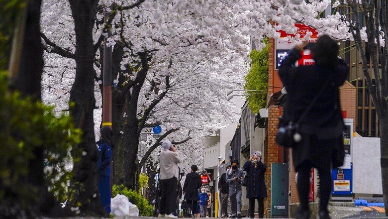 People stop to take pictures as they walk on a sidewalk under a canopy of cherry blossoms Sunday, March 27, 2022, in Tokyo. (AP Photo/Kiichiro Sato)