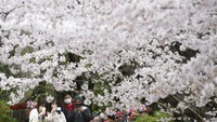 Pepohonan bermekaran penuh minggu ini di banyak tempat di Jepang. Puncaknya di Tokyo pada hari Minggu. Menurut Badan Meteorologi Jepang, hal itu menarik banyak orang yang telah menghindari berpartisipasi dalam tradisi nasional selama dua tahun karena pandemi. (AP/Koji Sasahara)