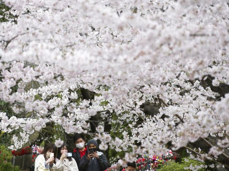 Indahnya Musim Bunga Sakura, Pelipur Lara di Tengah Wabah Corona