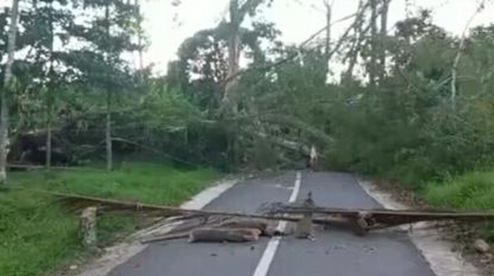 Pohon tumbang di Tana Toraja, Sulsel dibiarkan menutup jalan karena menunggu pemangku adat melakukan ritual sebelum dibersihkan.