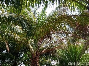 Lahan Diserobot-Dianiaya, Ratusan Petani Sawit Ngadu ke Komnas HAM