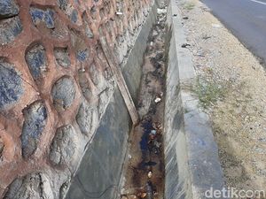 Bangkai Piton Raksasa Kendari Tak Kunjung Dibuang, Bau Menyengat Saat Malam