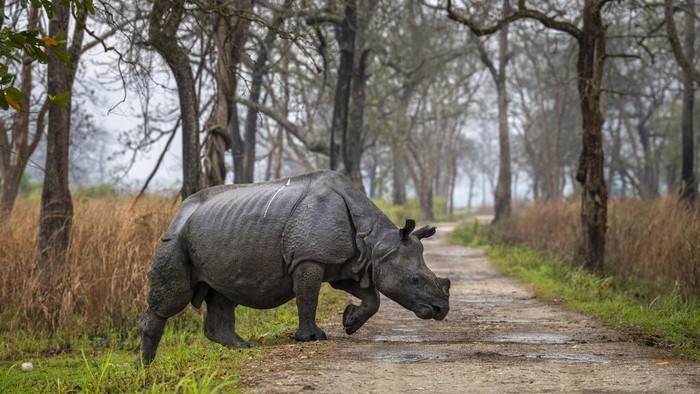 Gegara Pandemi, Jumlah Badak di India Meningkat An officer checks GPS data in a laptop after as part of an effort to count the one-horned rhinoceros in Kaziranga national park, in the northeastern state of Assam, India, Sunday, March 27, 2022. The rare one-horned rhinos that roam Kaziranga National Park in northeastern India have been increasing in numbers, thanks to stronger police efforts against poaching and artificial mud platforms that keep the animals safe from floods. (AP Photo/Anupam Nath)