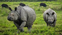 Badak ini sudah punah di Bangladesh dan Bhutan. Badak tersebut berada di bawah ancaman pemburu karena tanduknya, yang digunakan dalam pengobatan tradisional Asia.
