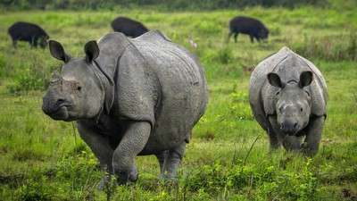 Populasi Badak di India Meningkat Gegara Pandemi, Kok Bisa?