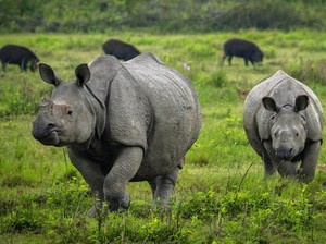 Lama Dikira Punah, Kini Badak-badak Mulai Berkeliaran di Mozambik