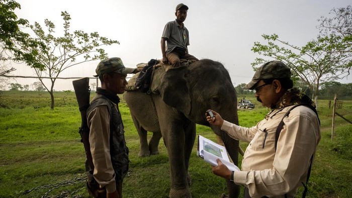An officer checks GPS data in a laptop after as part of an effort to count the one-horned rhinoceros in Kaziranga national park, in the northeastern state of Assam, India, Sunday, March 27, 2022. The rare one-horned rhinos that roam Kaziranga National Park in northeastern India have been increasing in numbers, thanks to stronger police efforts against poaching and artificial mud platforms that keep the animals safe from floods. (AP Photo/Anupam Nath)