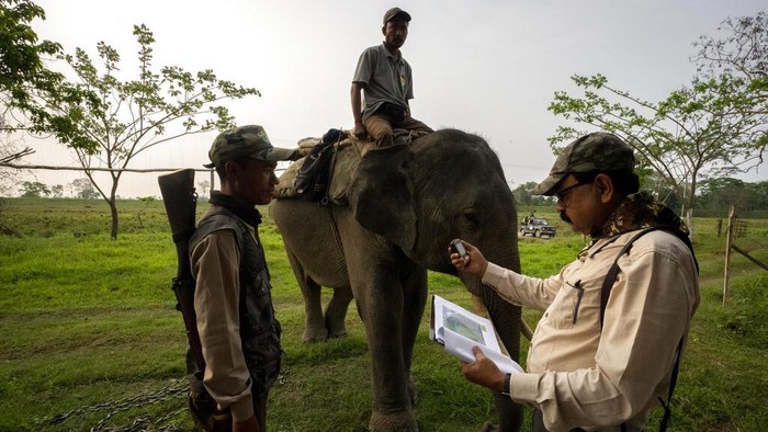 Gegara Pandemi, Jumlah Badak di India Meningkat An officer checks GPS data in a laptop after as part of an effort to count the one-horned rhinoceros in Kaziranga national park, in the northeastern state of Assam, India, Sunday, March 27, 2022. The rare one-horned rhinos that roam Kaziranga National Park in northeastern India have been increasing in numbers, thanks to stronger police efforts against poaching and artificial mud platforms that keep the animals safe from floods. (AP Photo/Anupam Nath)