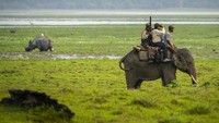 Mereka menghitung hewan di dalam cluster secara manual atau menggunakan drone, terkadang menunggangi gajah peliharaan untuk menempuh jarak antar wilayah.