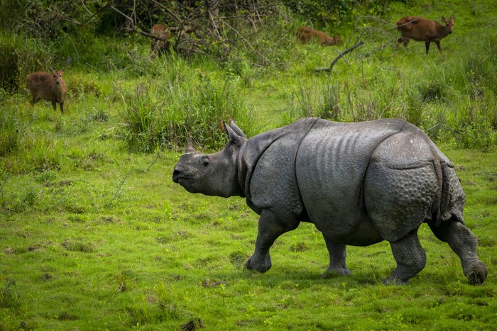 An officer checks GPS data in a laptop after as part of an effort to count the one-horned rhinoceros in Kaziranga national park, in the northeastern state of Assam, India, Sunday, March 27, 2022. The rare one-horned rhinos that roam Kaziranga National Park in northeastern India have been increasing in numbers, thanks to stronger police efforts against poaching and artificial mud platforms that keep the animals safe from floods. (AP Photo/Anupam Nath)