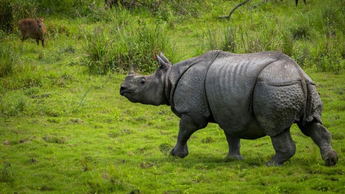 An officer checks GPS data in a laptop after as part of an effort to count the one-horned rhinoceros in Kaziranga national park, in the northeastern state of Assam, India, Sunday, March 27, 2022. The rare one-horned rhinos that roam Kaziranga National Park in northeastern India have been increasing in numbers, thanks to stronger police efforts against poaching and artificial mud platforms that keep the animals safe from floods. (AP Photo/Anupam Nath)
