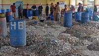 Melimpahnya hasil tangkapan dipengaruhi oleh cuaca di Laut Jawa. 