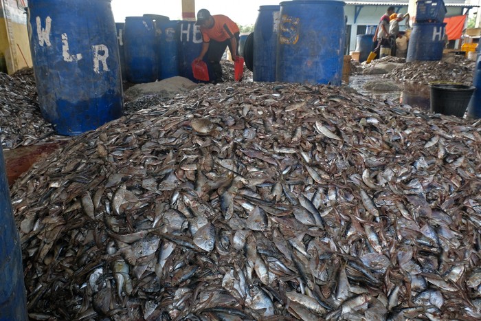 Pedagang dan nelayan bertransaksi ikan di Tempat Pelelangan Ikan (TPI) Tawang, Rowosari, Kendal, Jateng, Kamis (31/3/2022). Menurut nelayan setempat, melimpahnya hasil tangkapan ikan sejak beberapa pekan melimpah dipengaruhi oleh cuaca di Laut Jawa. ANTARA FOTO/Anis Efizudin/rwa.