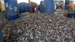 Gokil! Begini Melimpahnya Hasil Tangkapan Ikan di Kendal
