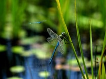 Capung Masuk Rumah Tanda Baik atau Buruk? Ini Makna di Balik Mitosnya