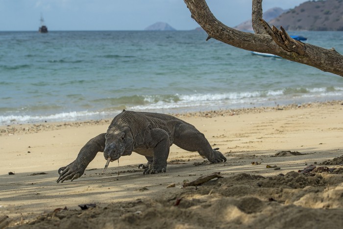 Wildlife shot of a large male Komodo Dragon (Varanus komodoensis) at the beach of Komodo islands. The Komodo Dragon (also called Komodo monitor) is the largest living species of lizard, with a maximum length of 3 metres (10 ft) and a body weight up to 70 kg (150 lb). The animal is a relict of very large lizards that once lived across Indonesia and Australia.
