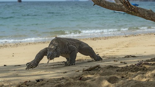 Wildlife shot of a large male Komodo Dragon (Varanus komodoensis) at the beach of Komodo islands. The Komodo Dragon (also called Komodo monitor) is the largest living species of lizard, with a maximum length of 3 metres (10 ft) and a body weight up to 70 kg (150 lb). The animal is a relict of very large lizards that once lived across Indonesia and Australia.
