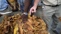 Diungkap pejabat setempat, tembakau menjadi tanaman utama bagi perekonomian negara, memberikan kontribusi ekspor lebih dari 1,2 miliar dolar AS. Tahun ini petani tembakau akan dibayar 75 persen dari hasil penjualan mereka dalam mata uang asing, naik dari 60 persen tahun lalu.