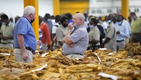 Selain itu, pemerintah mempelopori Rencana Transformasi Rantai Nilai Tembakau yang bertujuan mengubah rantai nilai tembakau Zimbabwe menjadi industri senilai 5 miliar dolar AS pada tahun 2025, dengan fokus peningkatan produksi primer menjadi 300 juta kg pada tahun 2025.
