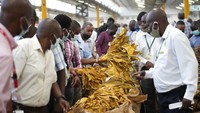 Daun tembakau berwarna kuning keemasan, membuatnya dikenal sebagai daun emas dari Zimbabwe. Dalam kondisi cuaca yang sulit, semua berharap kualitas daun tembakau yang lebih baik tahun ini. Dalam lelang, harga tertinggi adalah 4,60 dolar AS per kg atau sekitar Rp 66 ribuan (kurs Rp14.357), naik sedikit dari 4,30 dolar tahun lalu.