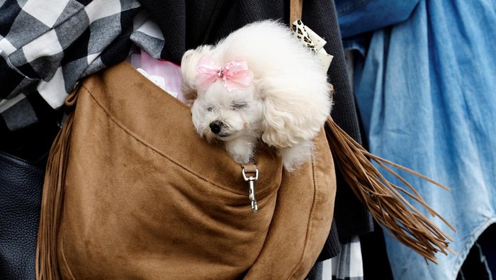 A woman carries her pet dog in a bag while visiting Interpets, an international fair for pet-related products and services, in Tokyo, Japan, March 31, 2022. REUTERS/Kim Kyung-Hoon