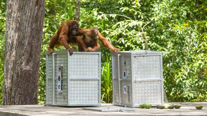 Orang utan