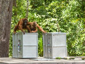 13 Orang Utan Dilepasliarkan di Taman Nasional Tanjung Puting Kalteng