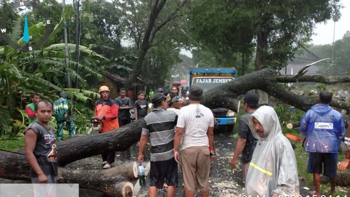 Pohon trembesi tumbang di Jember
