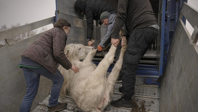 Kebun binatang pribadi di pinggiran Kyiv rusak berat imbas perang antara Rusia dan Ukraina. Sejumlah hewan pun mati karena terdampak perang kedua negara itu.