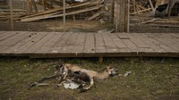 Sementara itu, terkait proses evakuasi sejumlah hewan di kebun binatang pribadi yang berada desa Yasnohorodka, di pinggiran Kyiv, Ukraina, melansir AP, proses evakuasi itu dihentikan sebelum selesai karena penembakan dilanjutkan antara pasukan Rusia dan Ukraina di daerah tersebut.
