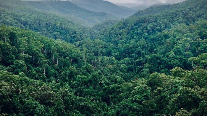 Tersesat di Hutan Amazon