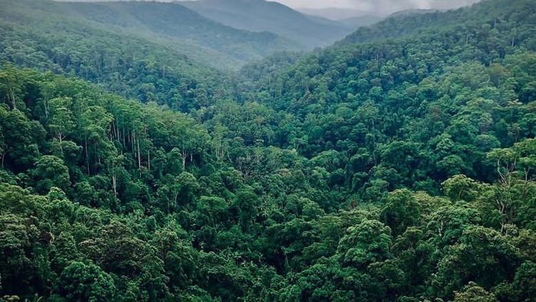 Tersesat di Hutan Amazon Tersesat di Hutan Amazon