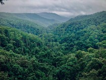 10 Ribu Situs Arkeologi Diprediksi Tersembunyi di Lebatnya Hutan Amazon