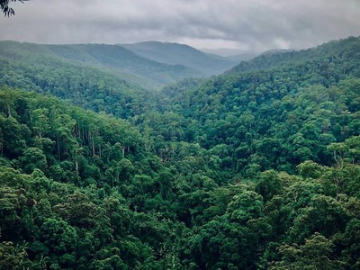 Akhirnya... Pohon Tertinggi di Hutan Amazon Ditemukan