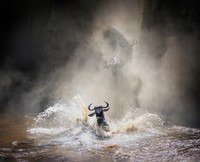 WildArt Photographer of the Year  2022