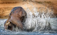 WildArt Photographer of the Year  2022